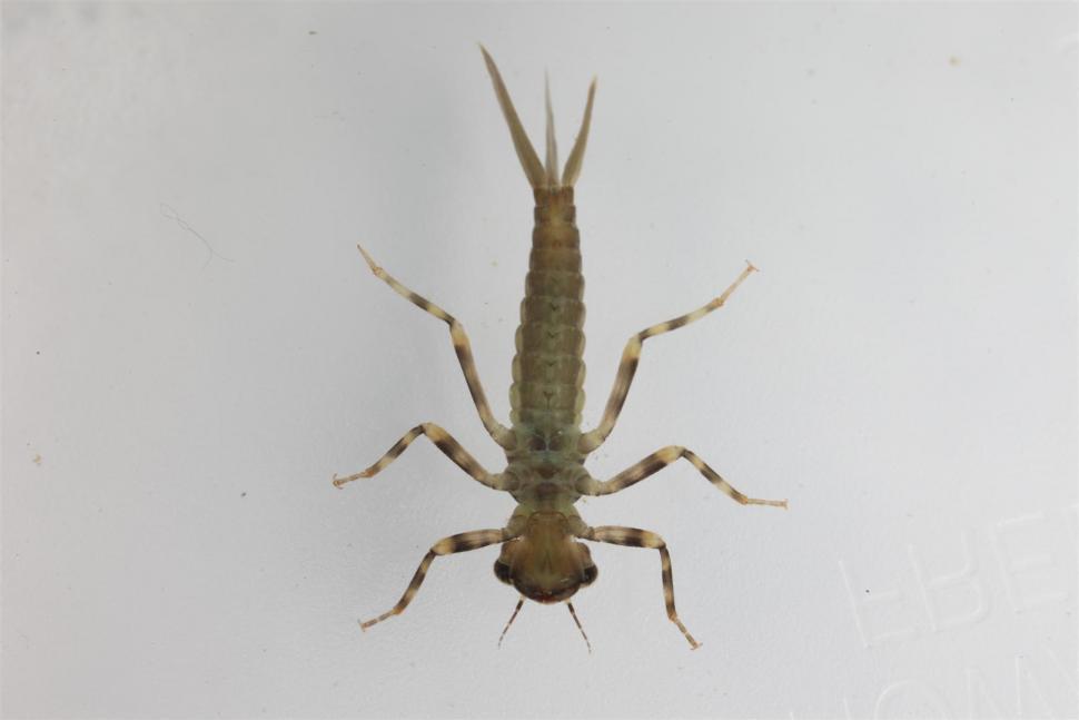 Free Image of Dragonfly larva macro 