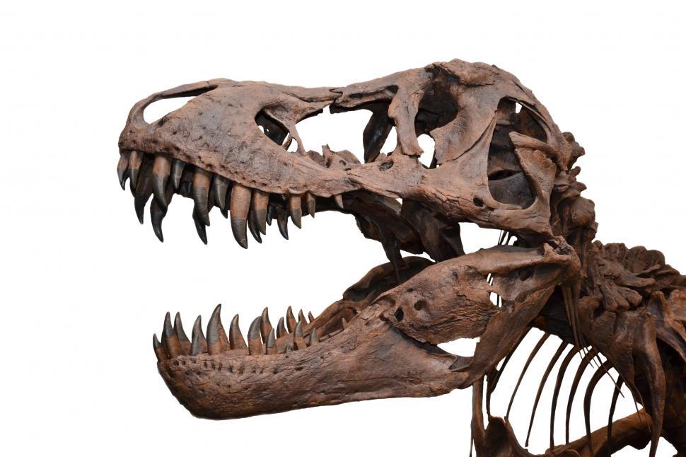 Free Image of Tyrannosaurus rex skull isolated 