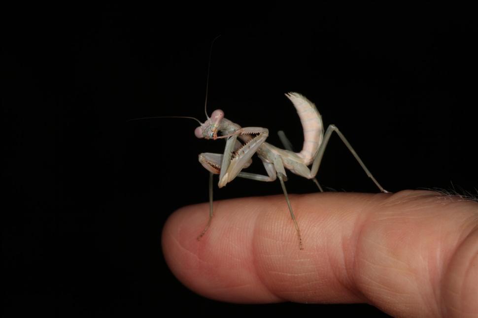 Free Image of Praying Mantis on Finger 