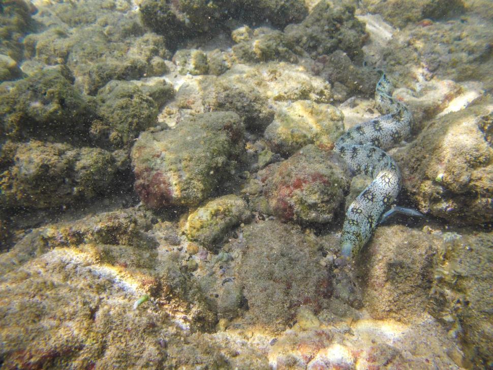 Free Image of Snowflake Morey Eel in Kauai Hawaii 