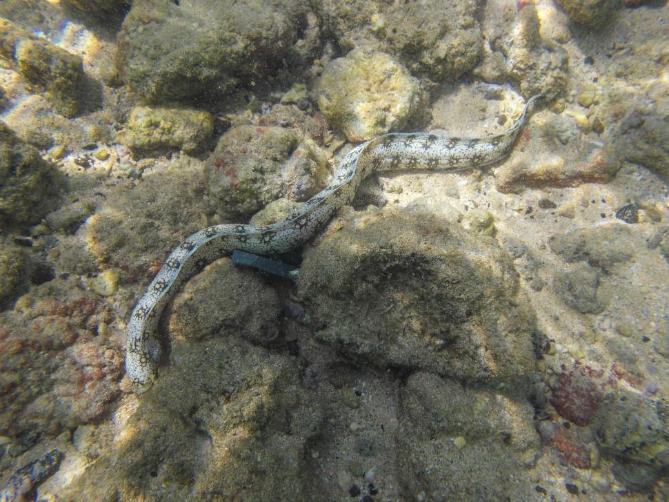 Free Image of Snowflake Morey Eel in Kauai Hawaii 