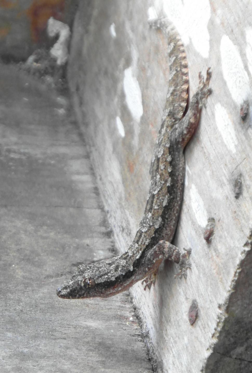 Free Image of Gecko Lizard 