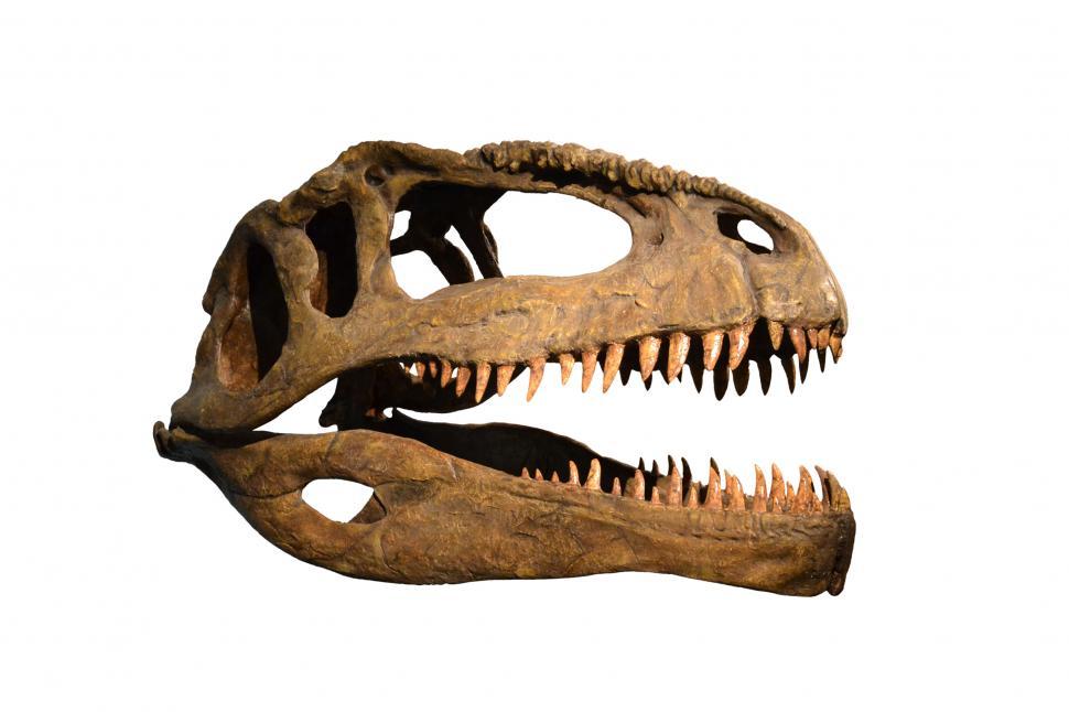 Free Image of The skull of dinosaur on white and black background 