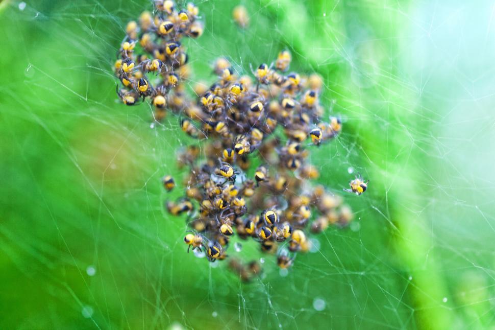 Free Image of Spiders 