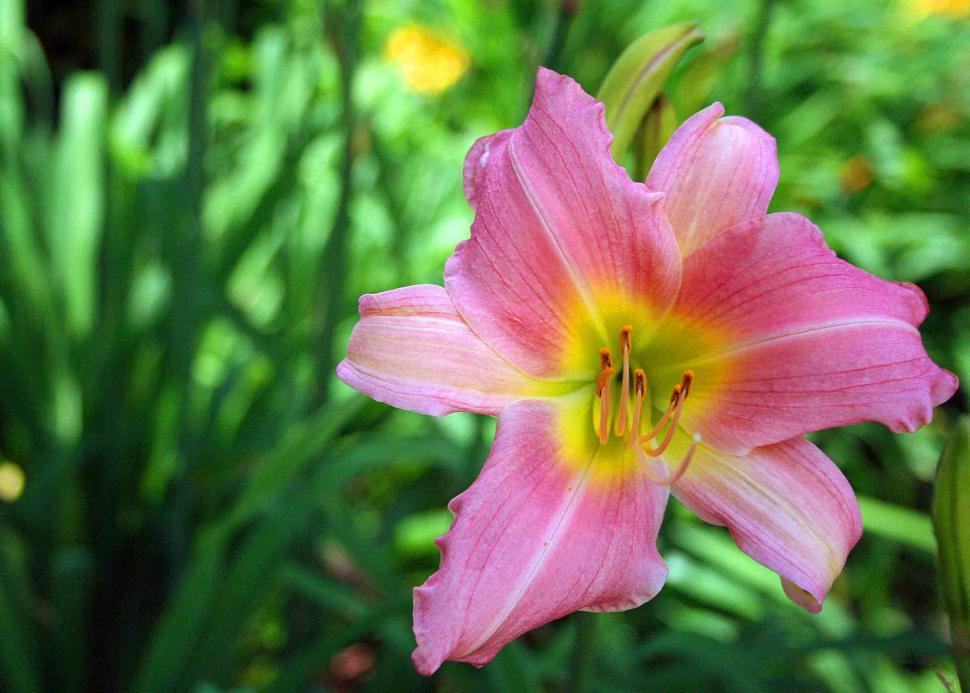 Free Image of Closeup of Pink Daylily in Bloom 
