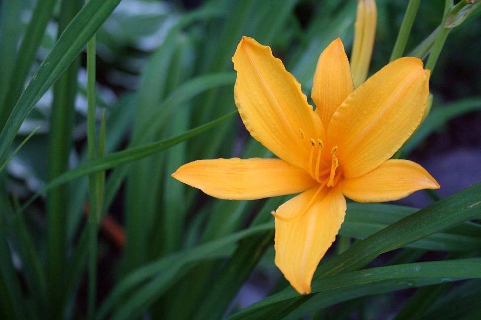 Free Image of Yellow Stella de Oro Daylily in Summer Bloom 