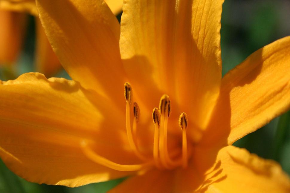 Free Image of Closeup of Yellow Daylily in Bloom 
