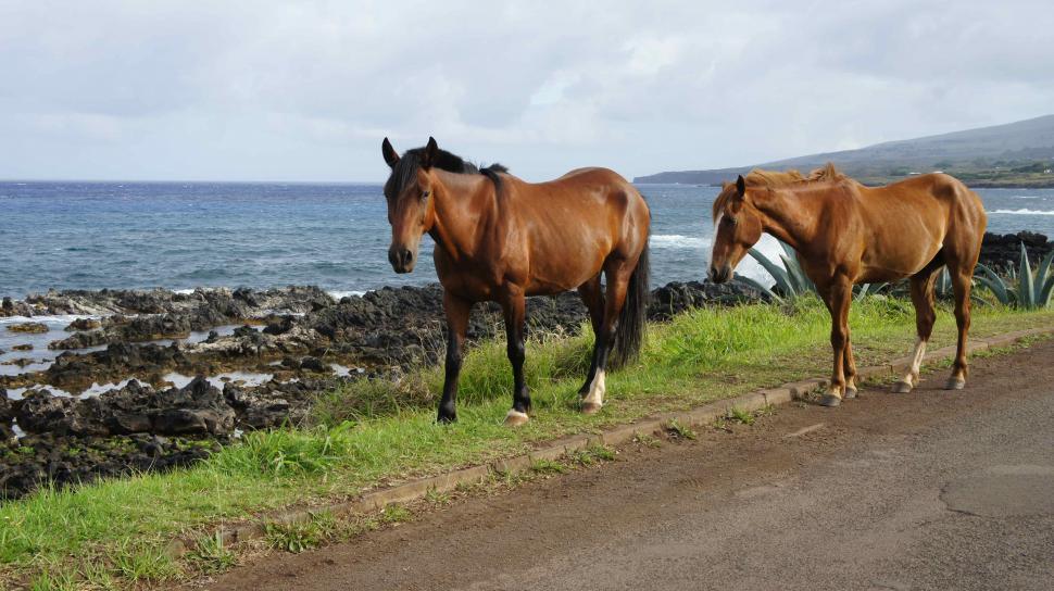Free Image of Horses on the Beach 