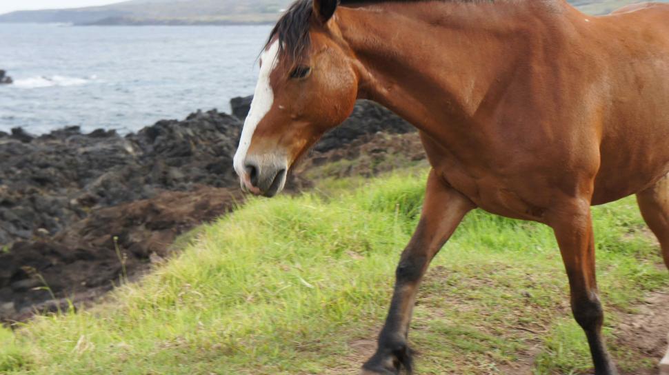 Free Image of Horses Under a Rainbow on Easter Island 