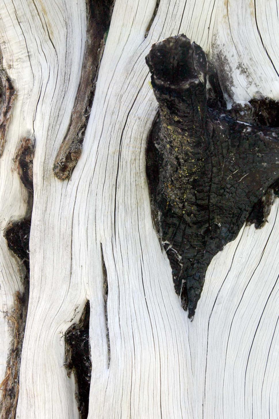 Free Image of Cross-Section of Wood Plank 