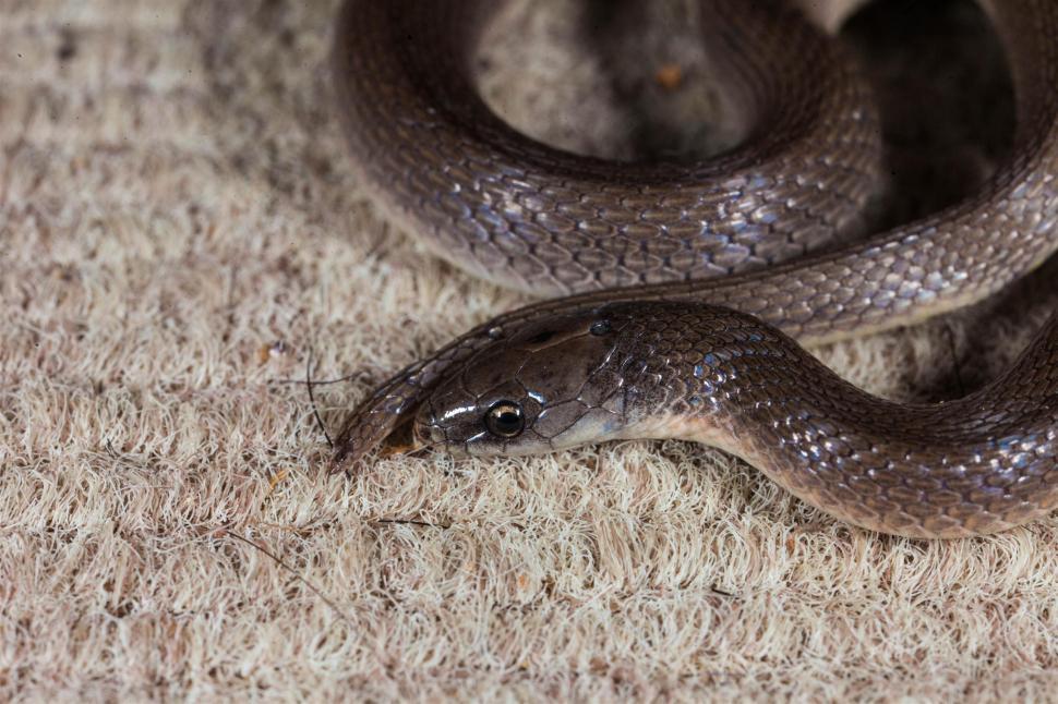 Free Image of Smooth Earth Snake 