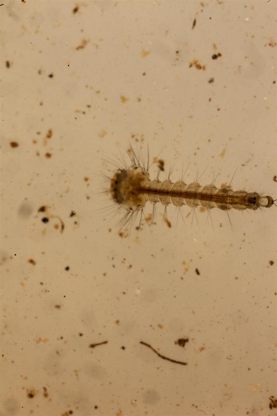 Free Image of macro shot of mosquito larva 