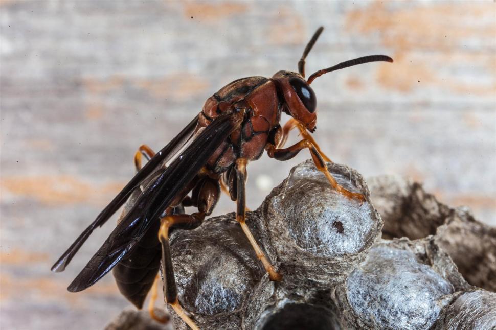 Free Image of Paper Wasp macro 