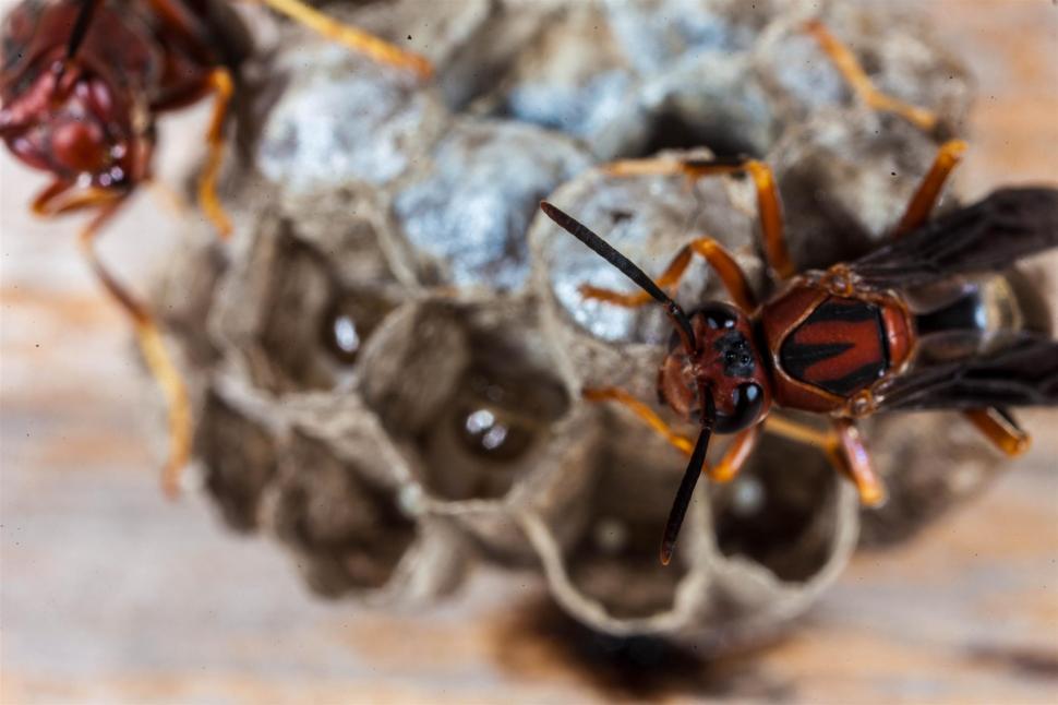 Free Image of Paper Wasp macro 