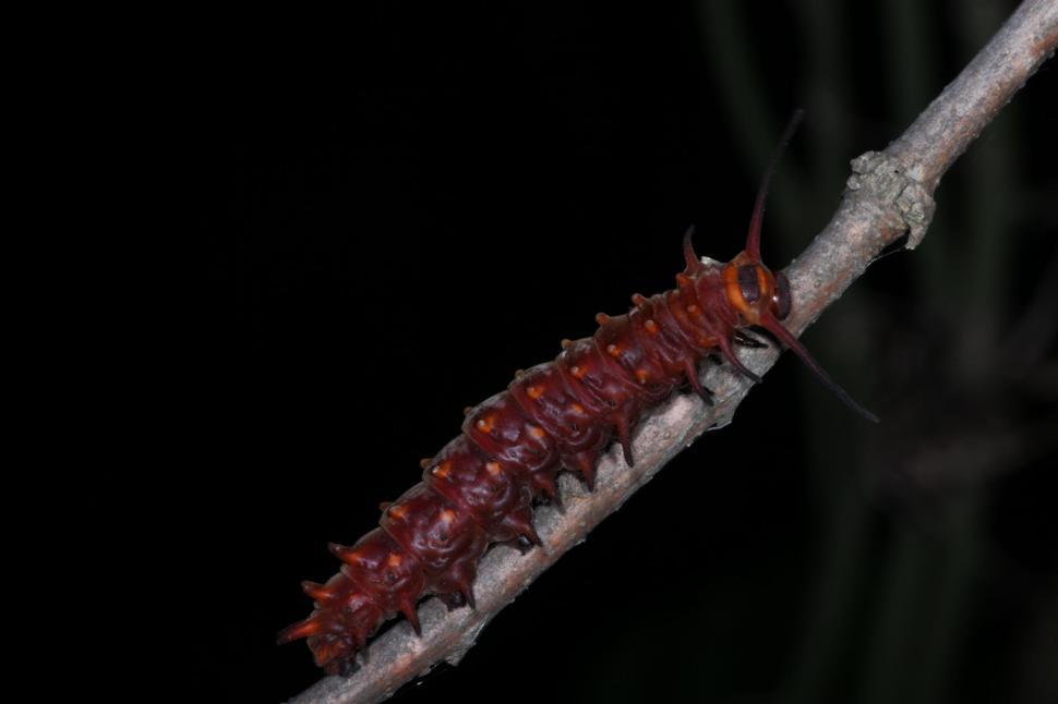 Free Image of Pipevine Swallowtail Caterpillar red phase 