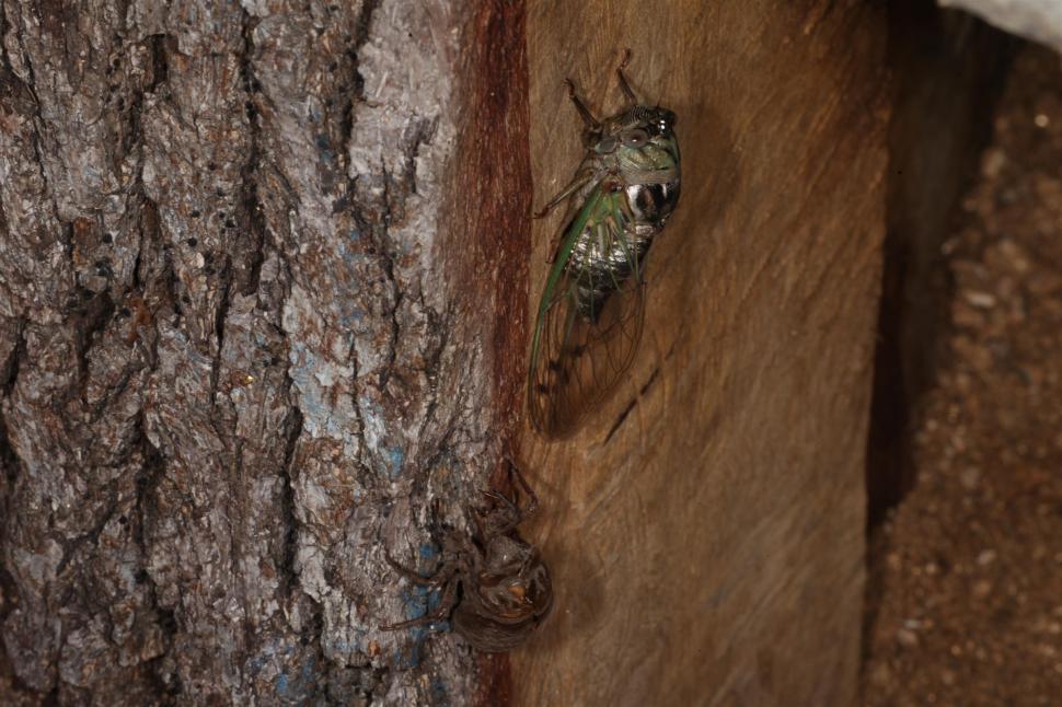 Free Image of Cicada 
