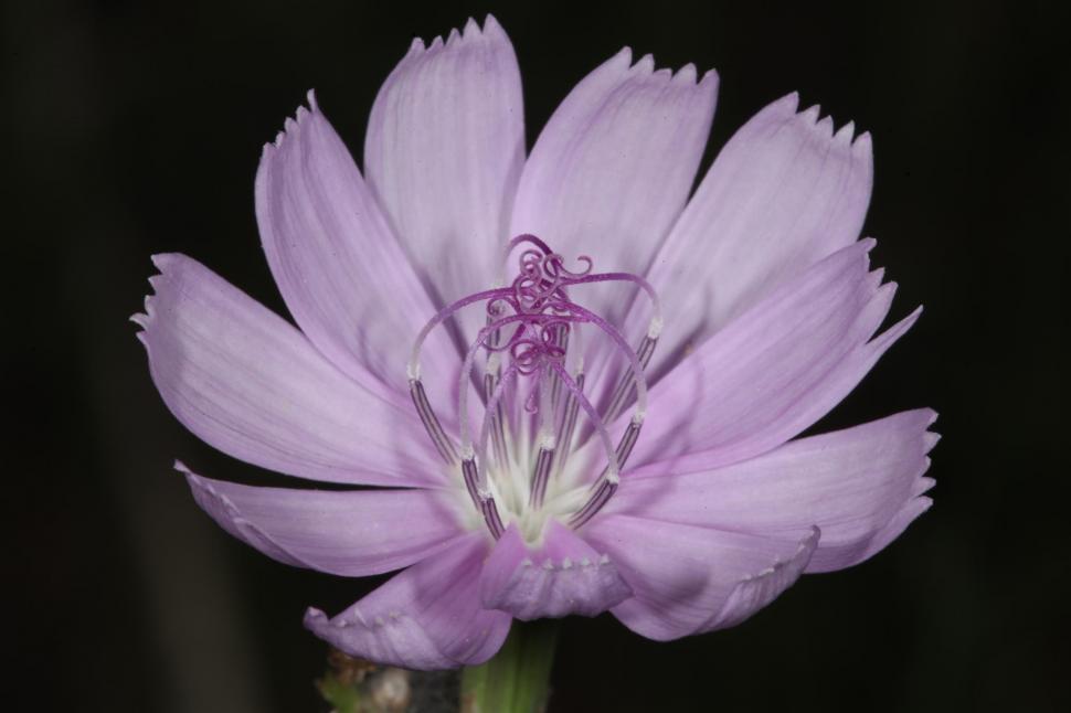 Free Image of Purple Flower macros 
