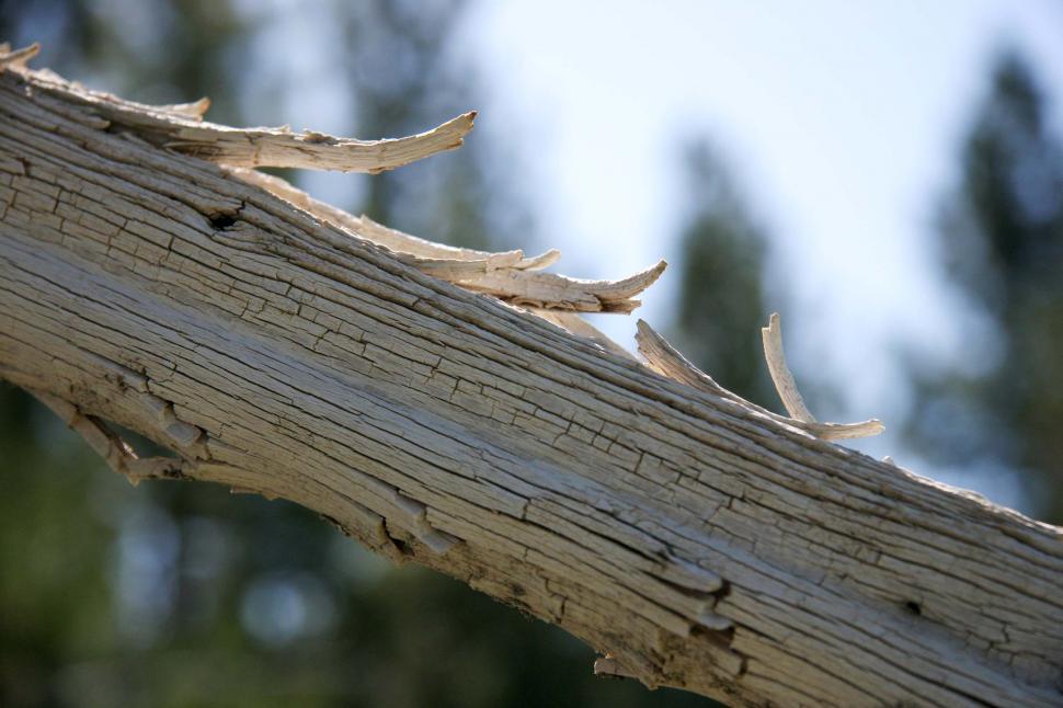 Free Image of wood bleach bleached peel grain branch limb tree crack texture 