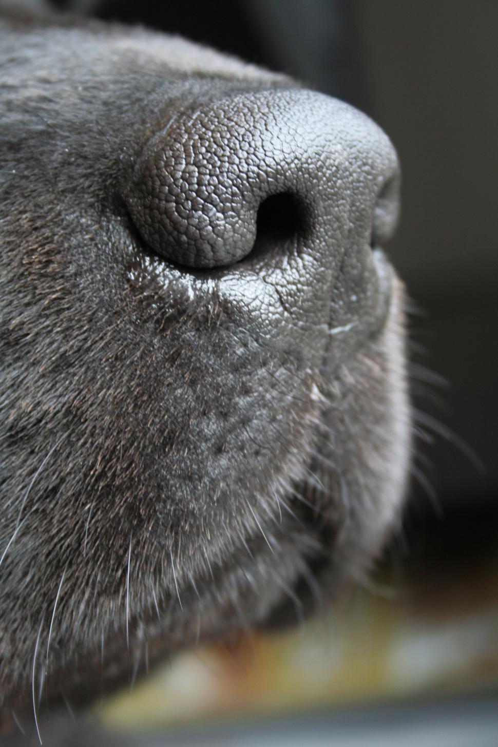 Free Image of Dog Snout 