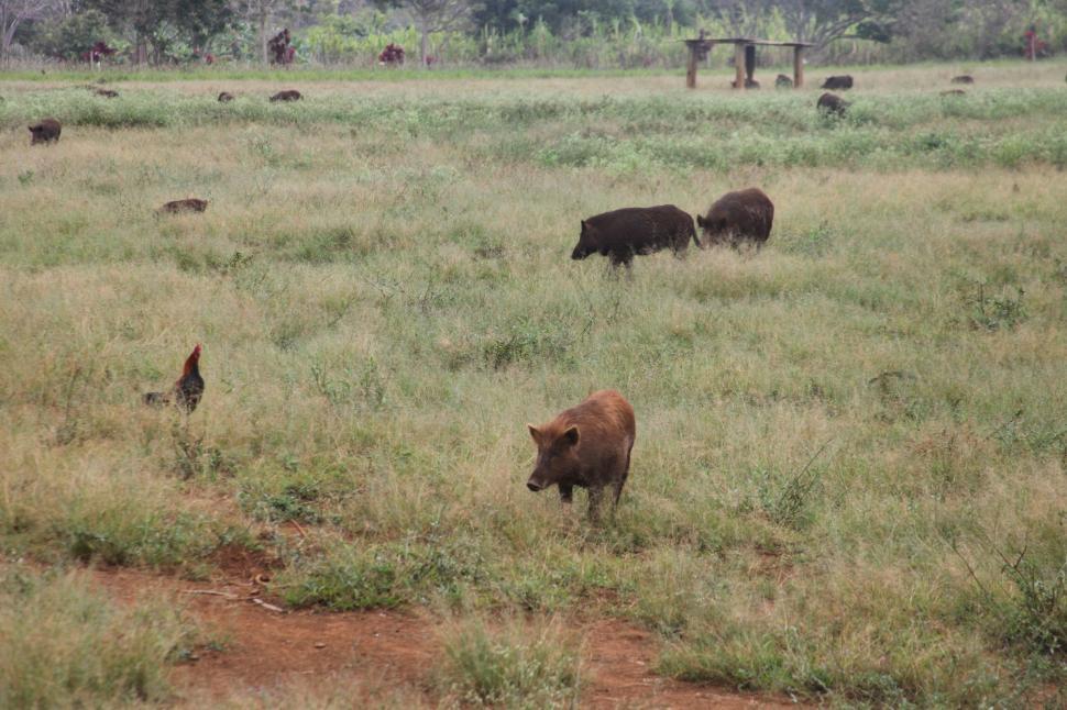 Free Image of Feral Pigs 