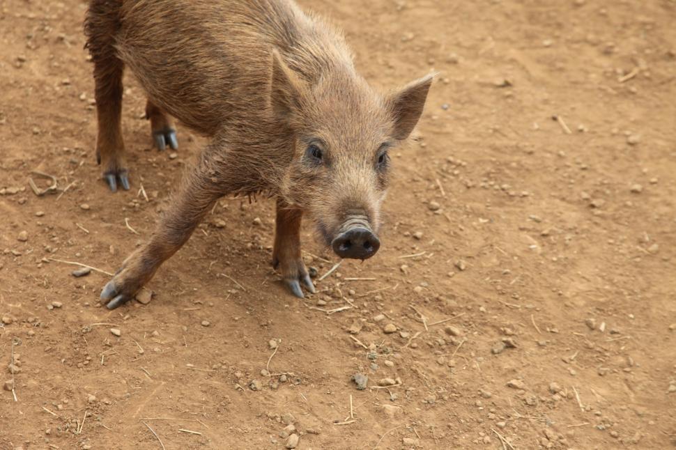 Free Image of Feral Pigs 