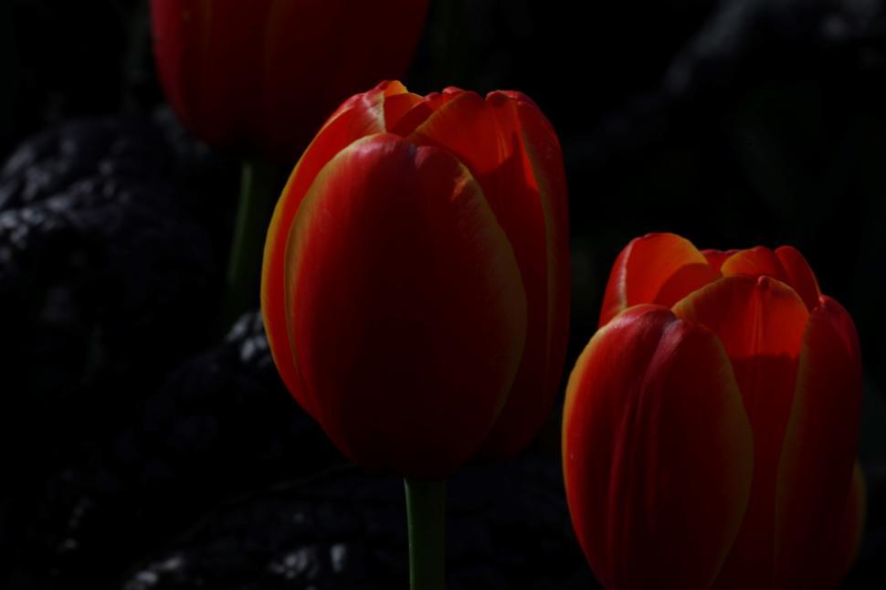 Free Image of Red Tulips 
