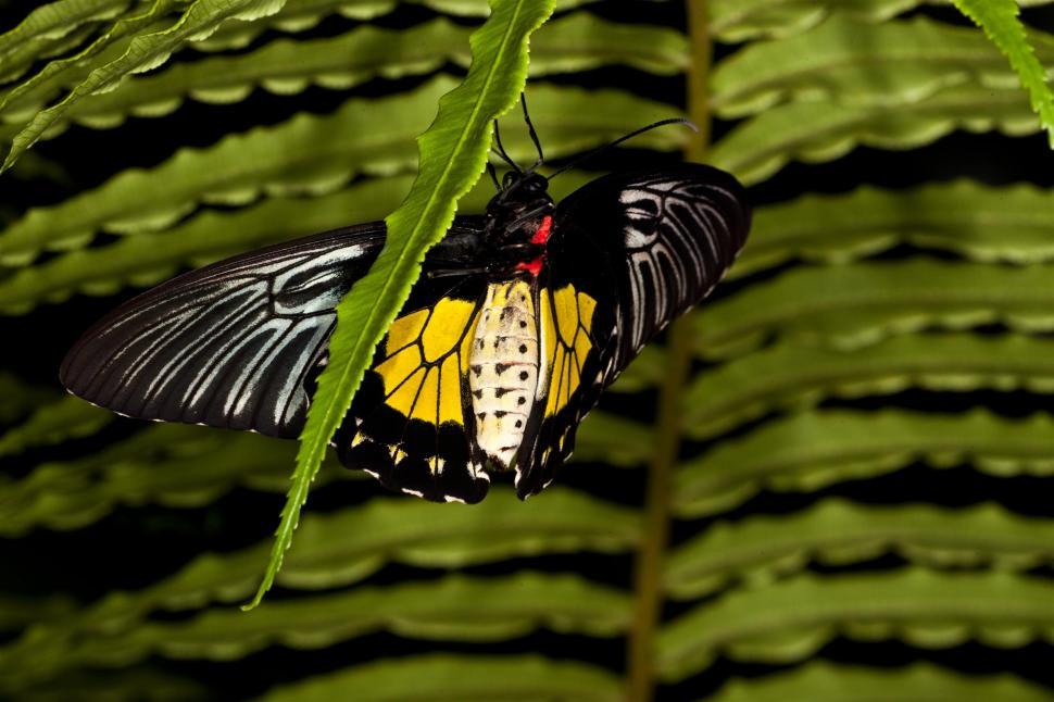 Free Image of Butterfly 
