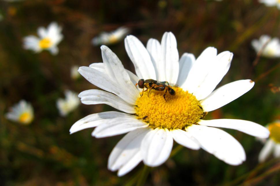 Free Image of Bee on Daisy 