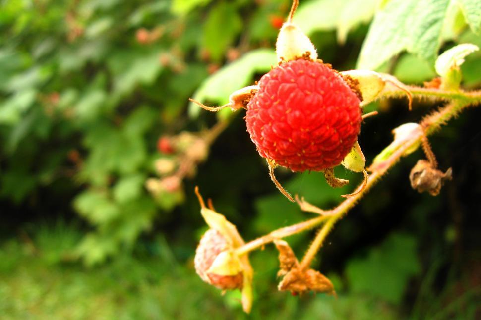 Free Image of Close Up of a Berry on a Plant 