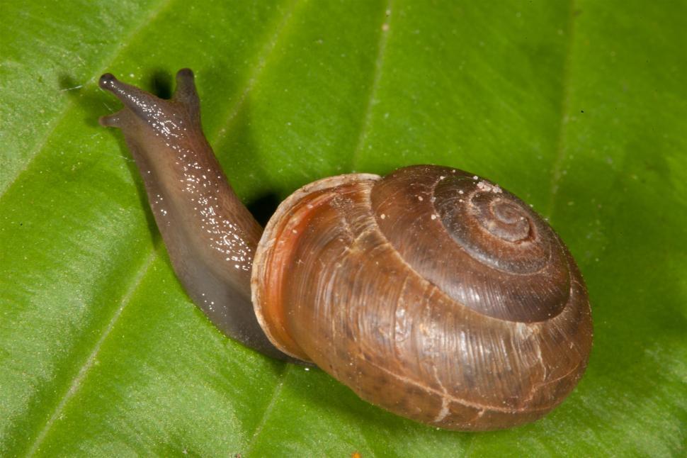 Free Image of Snail 