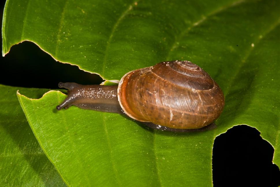 Free Image of Snail 