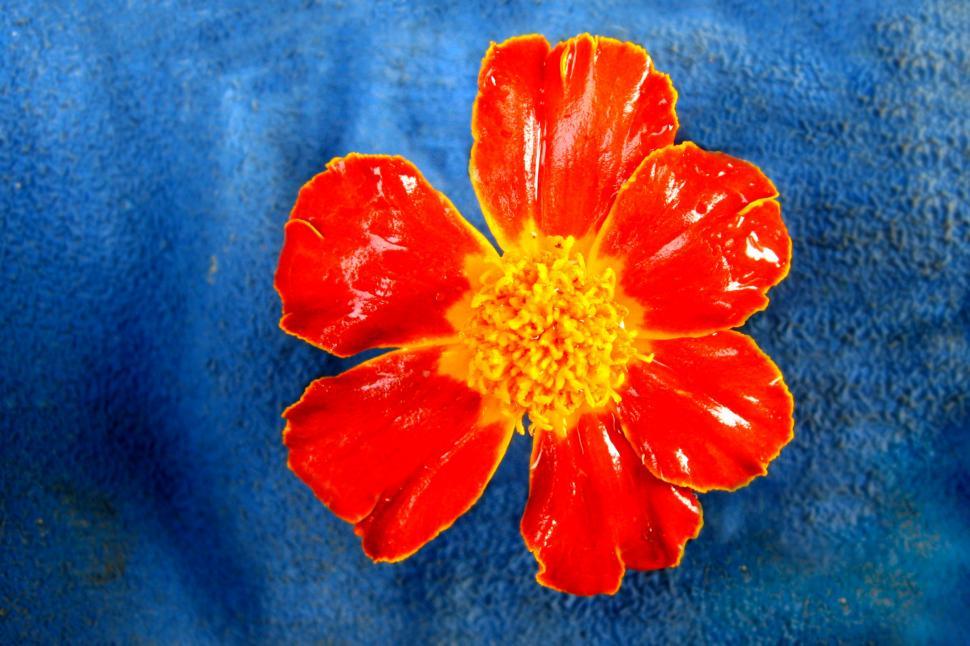 Free Image of Red Flower With Yellow Center on Blue Background 