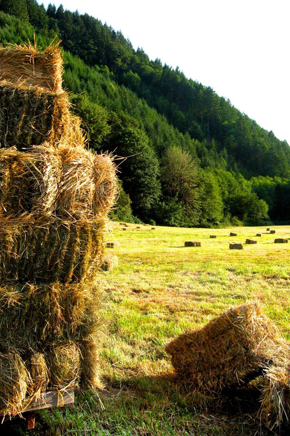 Free Image of Large Stack of Hay on Lush Green Field 