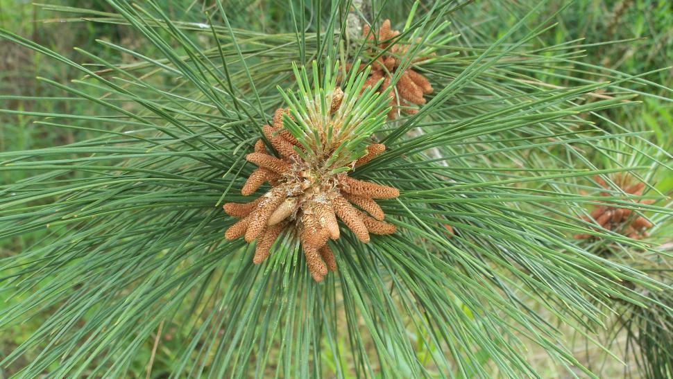 Free Image of Needle leaves of a conifer 