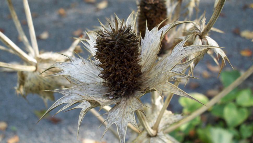 Free Image of Thistle in autumn 