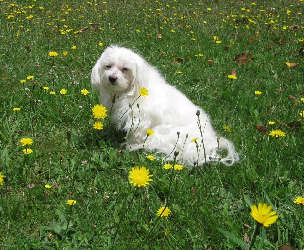Free Image of White Dog Sitting in Dandelion Field 