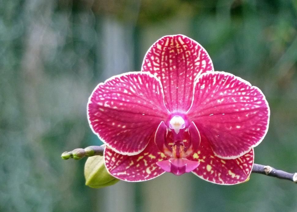 Free Image of Beautiful pink Phalaenopsis orchid in bloom. 