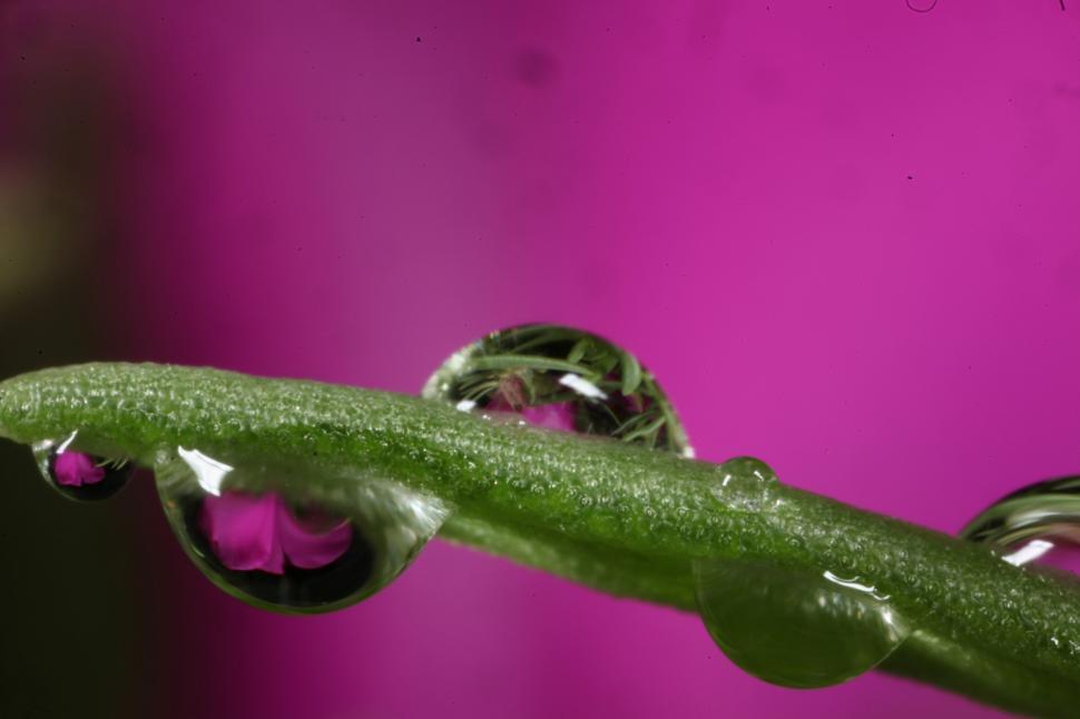 Free Image of Water drops on flowers 