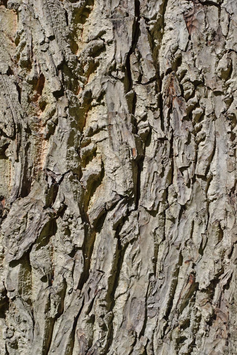 Free Image of Bark of english walnut 
