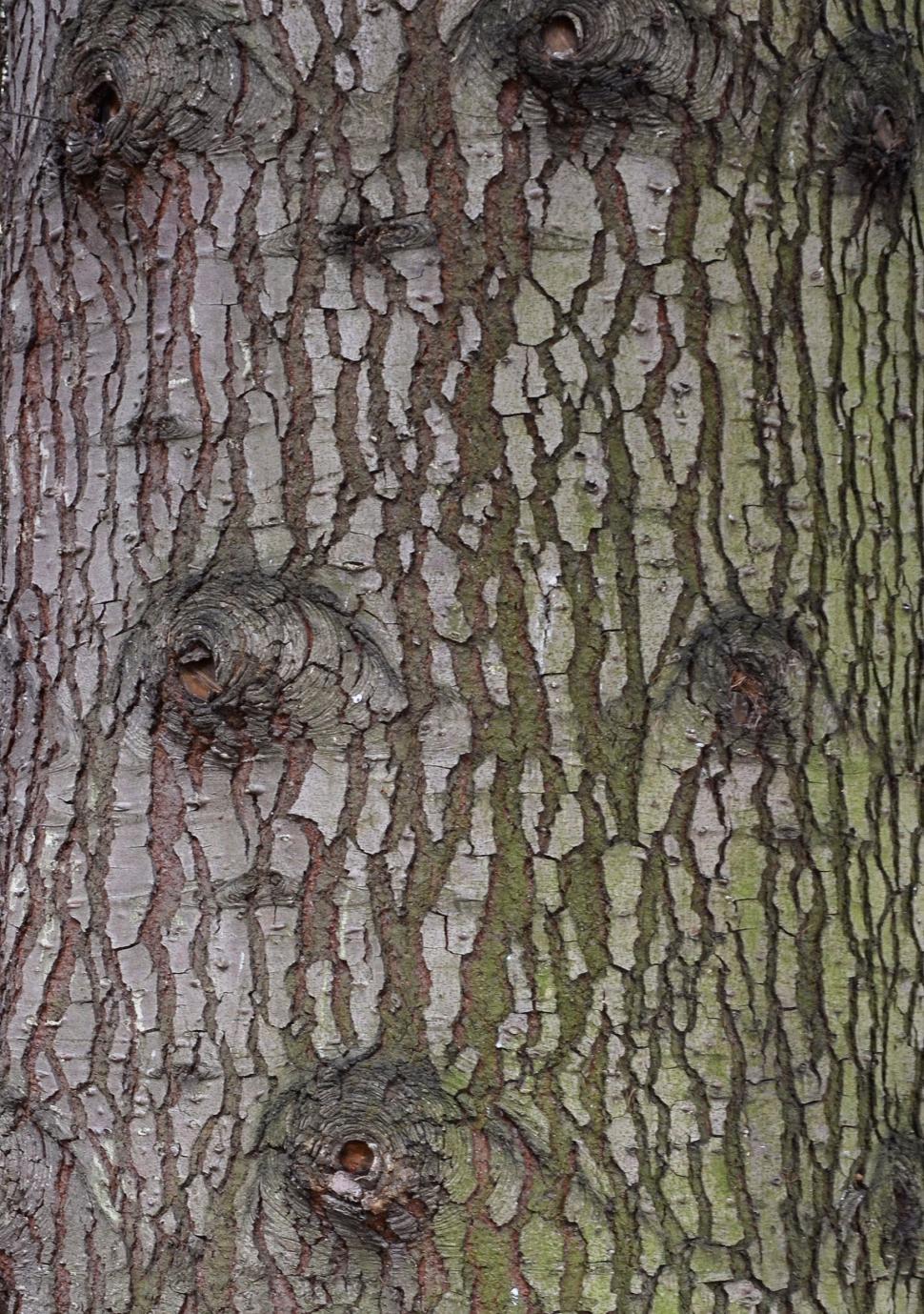 Free Image of Bark of giant fir 