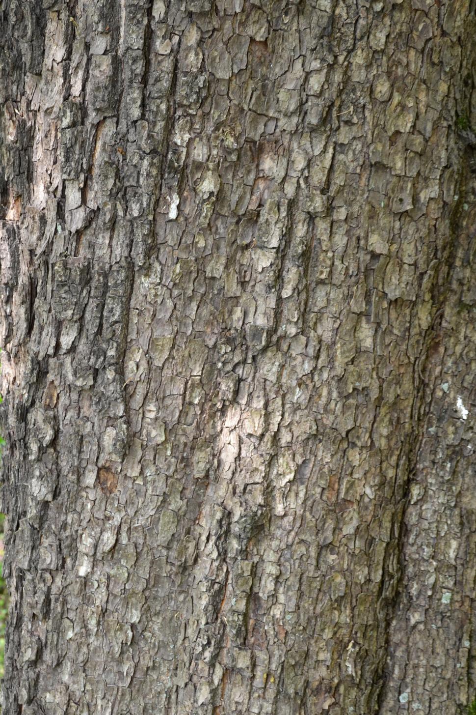 Free Image of Bark of field maple 