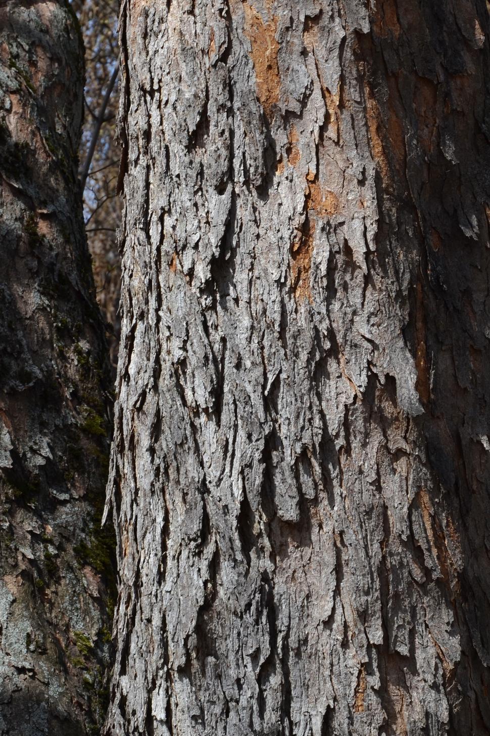 Free Image of Bark of sycamore maple 