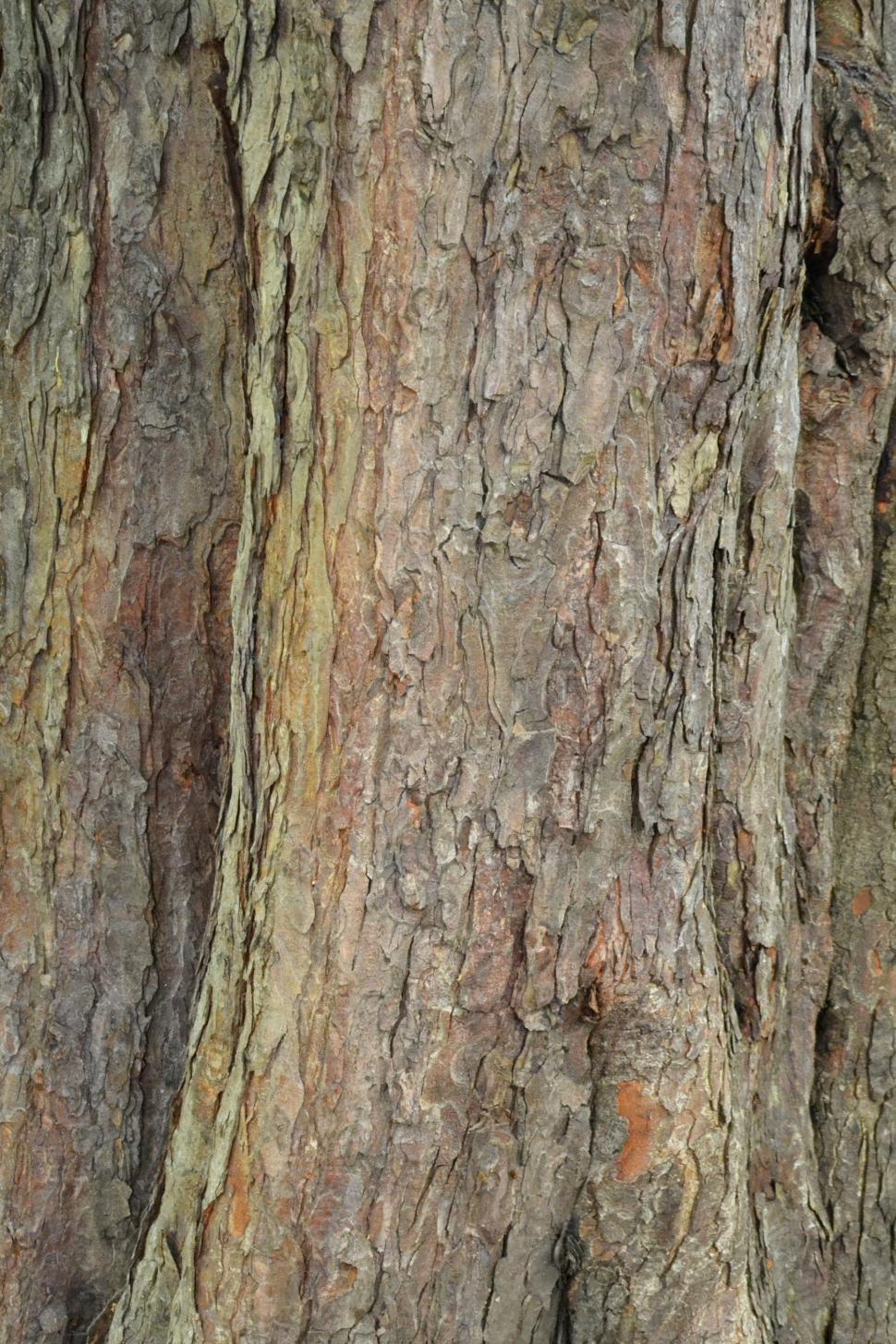 Free Image of Bark of horse-chestnut 