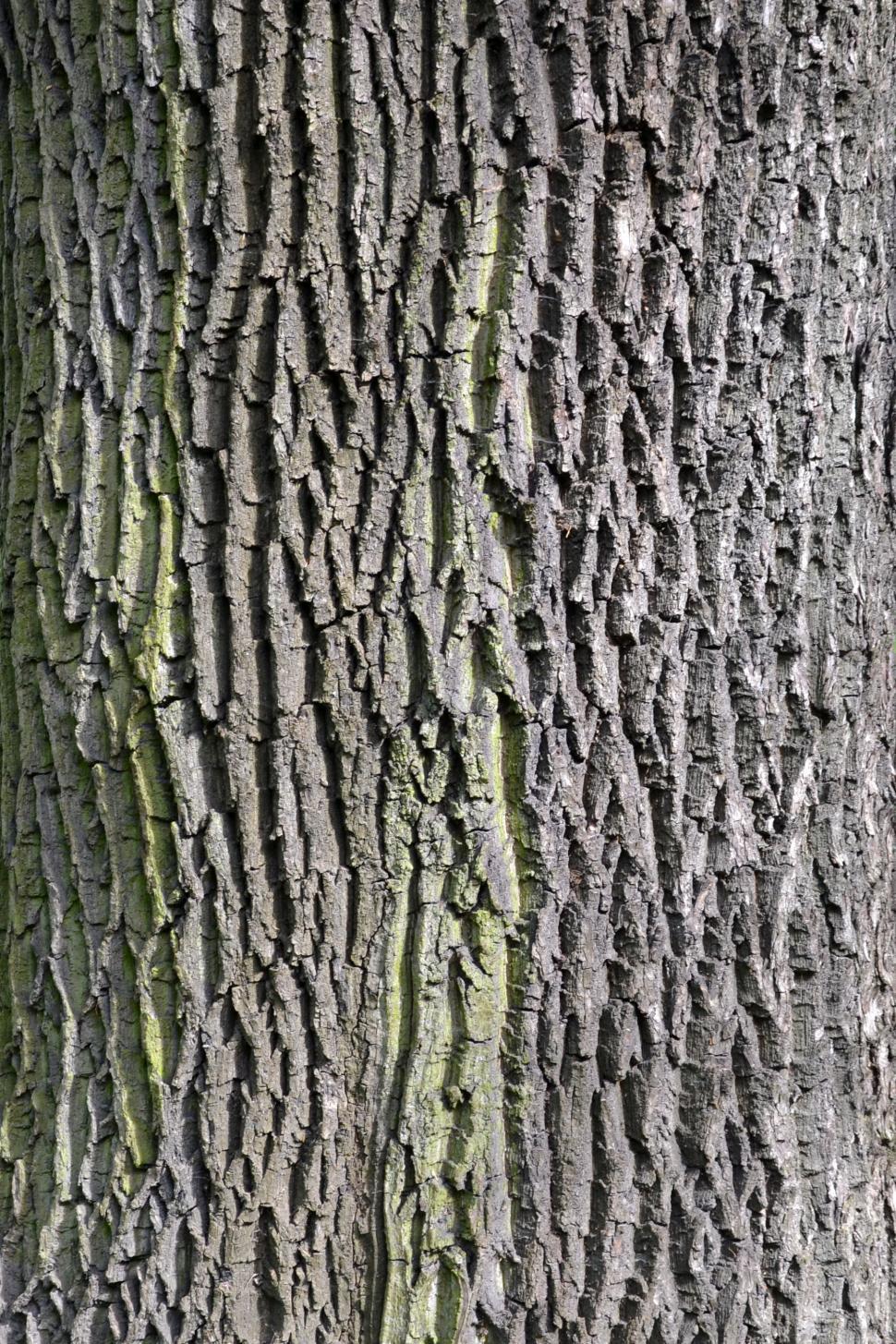 Free Image of Bark of european ash 