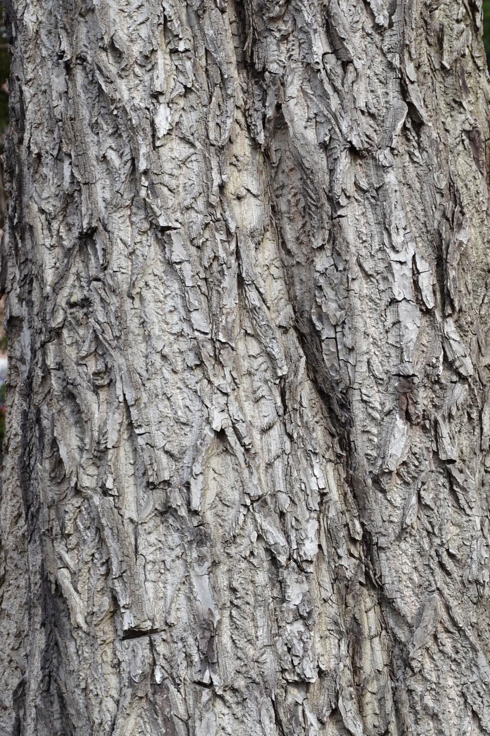 Free Image of Bark of white walnut 