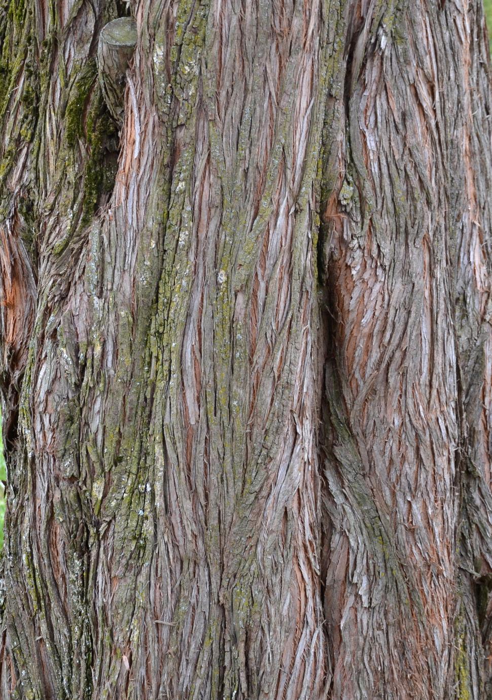 Free Image of Bark of dawn redwood 