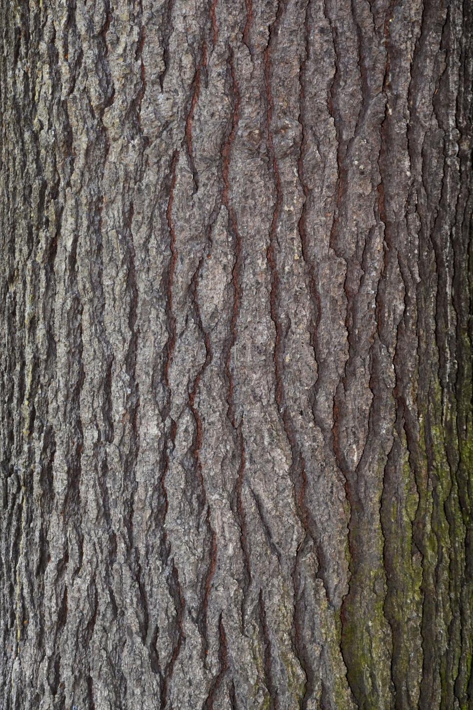Free Image of Bark of eastern white pine 
