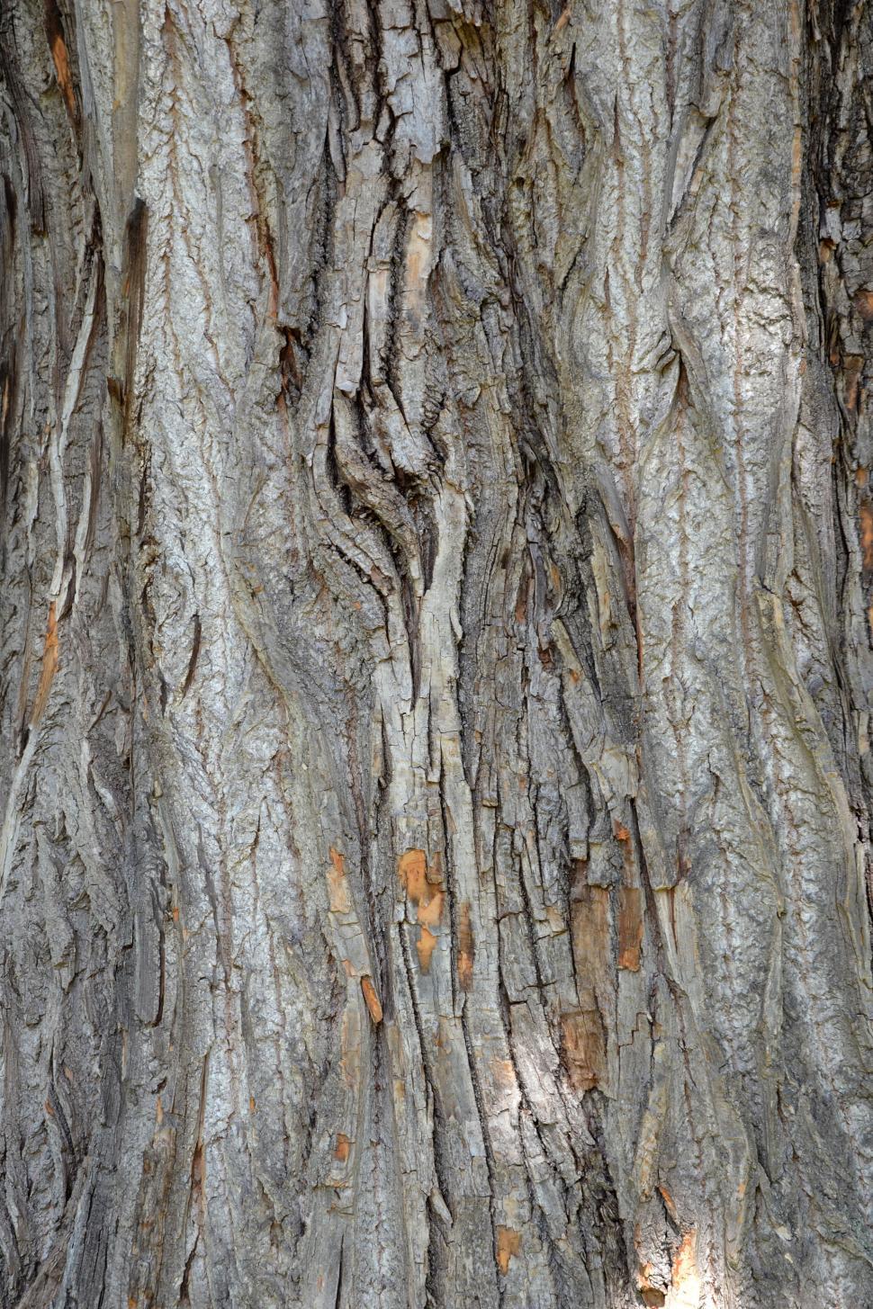 Free Image of Bark of black cottonwood 