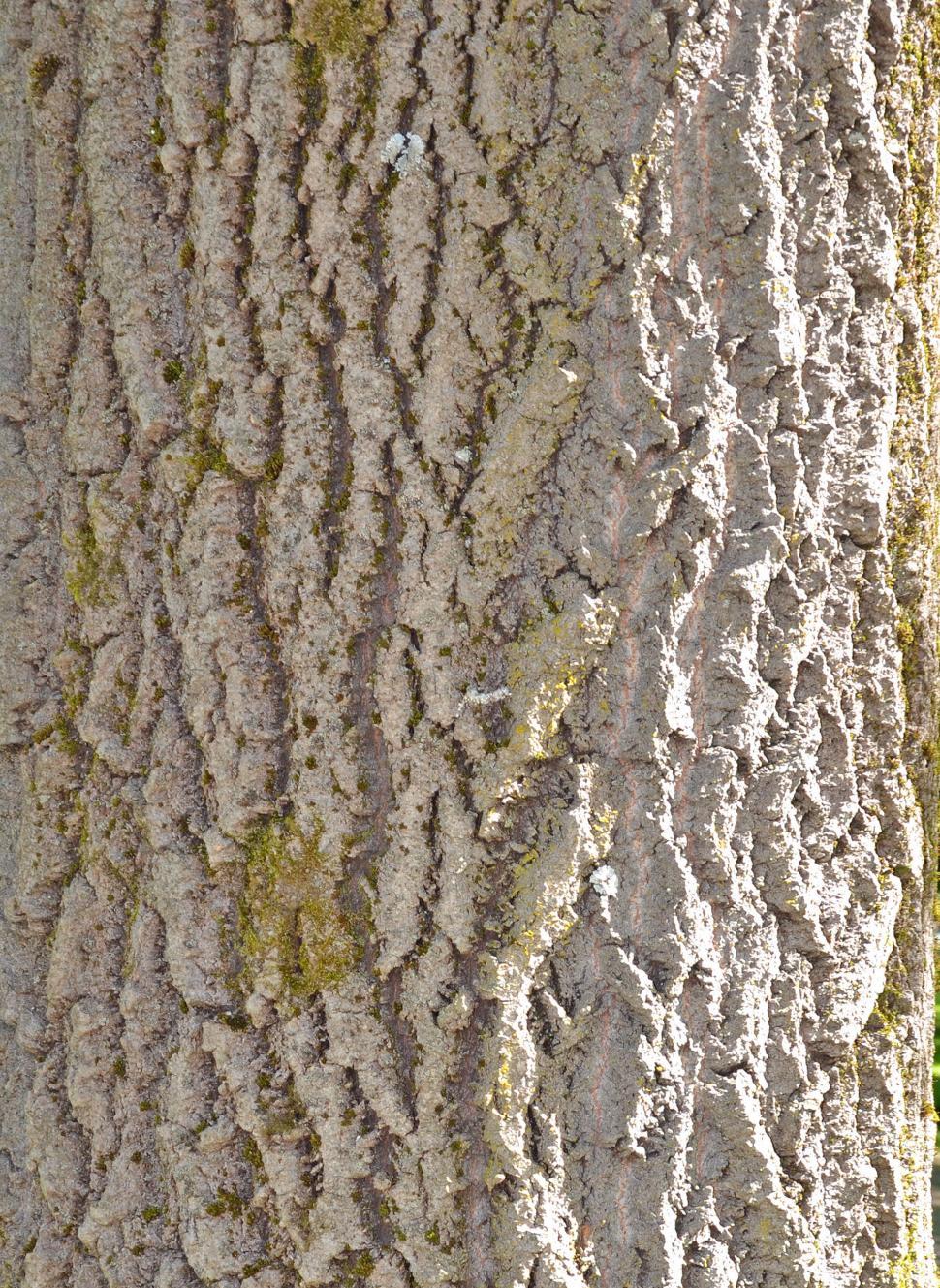 Free Image of Bark of grey poplar 