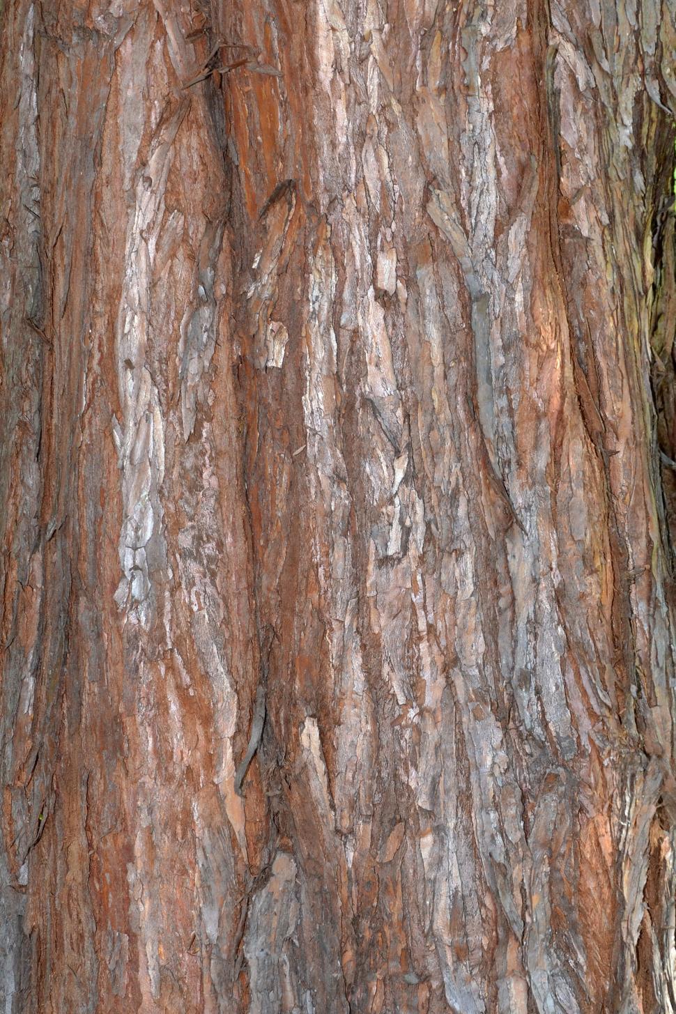 Free Image of Bark of giant redwood 